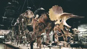 Image of the dinosaur skeleton at the Mifune Dinosaur Museum